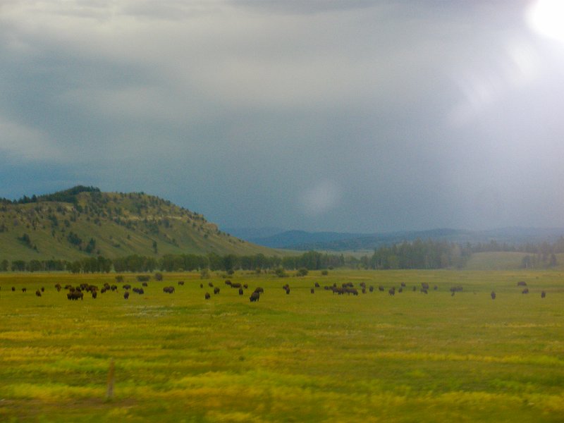 Trip (58).jpg - Buffalo were plentiful in the ranges around the park.